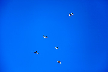 pigeons flying in the sky