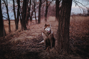 Red and dirty siberian husky sitting in the dark park on evening time