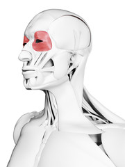 3d rendered medically accurate illustration of the orbicularis occuli