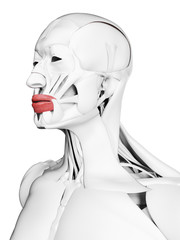 3d rendered medically accurate illustration of the orbicularis oris
