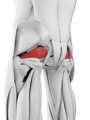 3d rendered medically accurate illustration of the piriformis