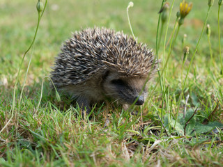 Hérisson dans l'herbe