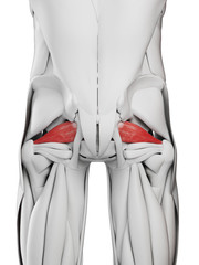 3d rendered medically accurate illustration of the piriformis