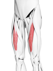 3d rendered medically accurate illustration of the rectus femoris