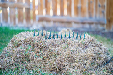 Garden rake and pile of dead grass from lawn after winter