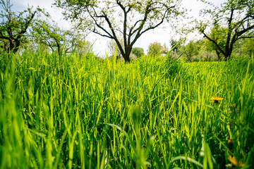 Green Grass Background