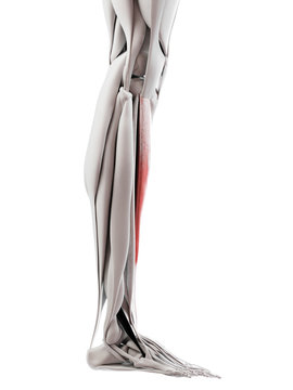 3d rendered medically accurate illustration of the tibialis anterior