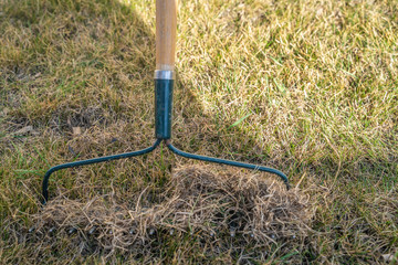 Garden rake and pile of dead grass from lawn after winter