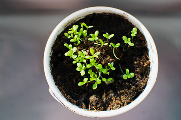 Green sprouts in the pot on the windowsill.