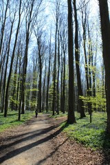 Fototapeta premium Blue hyacinths in a wood, trees and shadows