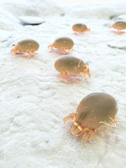 3d rendered illustration of a house dust mite