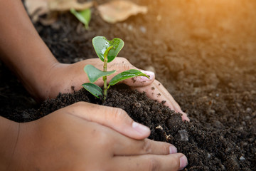 Little seedling in black soil on child hand.world environment day.Earth day concept.