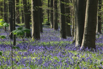 Carpet of blue hyacinths from Hal wood (Belgium)