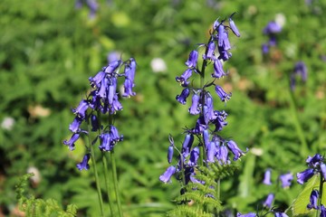 Fototapeta premium Blue hyacinths from Hal wood (Belgium)