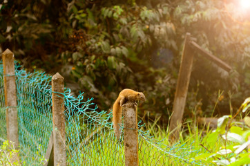 Squirrel rest at a fence with nature background