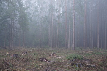 Naklejka na ściany i meble fog in the forest