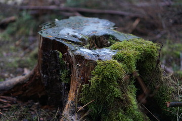 moss on tree trunk