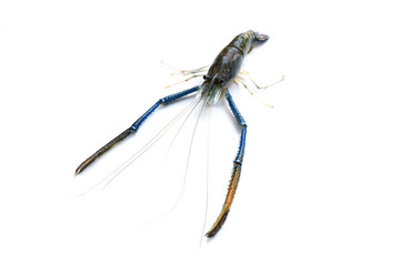 A big fresh river prawn are ready for cooking,to tom Yum Goong,on the White Blackground.