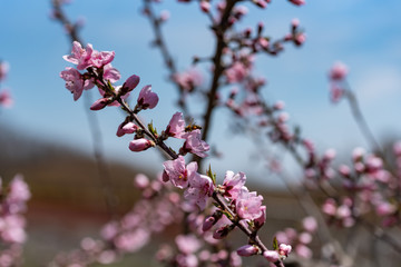 Pink peach blossom and honey bee