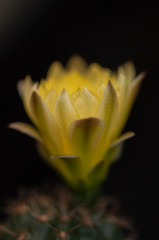 Obraz premium Fleur jaune de cactus
