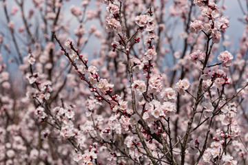 Pink apricot flowers, Armenian plum