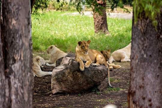 Lionesses lying in the wild, relaxing