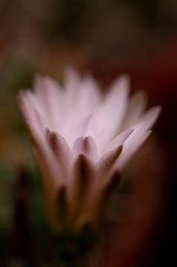 Fleur rose de cactus