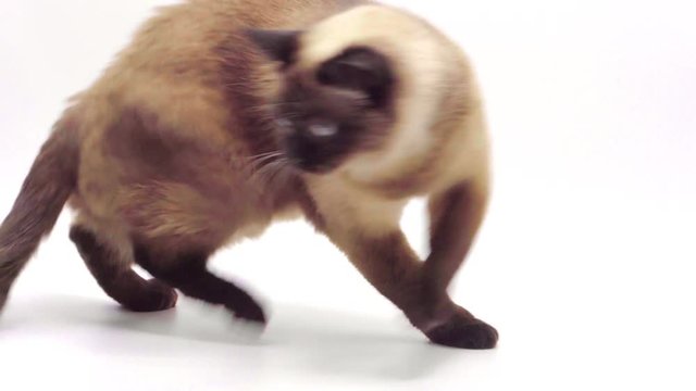 Thai Cat Chasing Its Tail On White Background Studio Shot. Funny Pet Concept