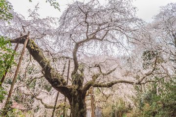 春の福星寺の風景