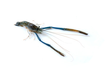 A big fresh river prawn are ready for cooking,to tom Yum Goong,on the White Blackground.