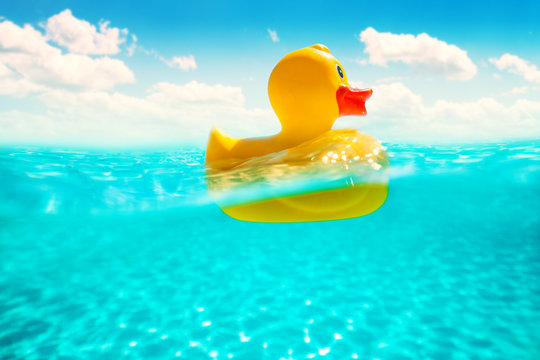 Rubber duckling floating in water