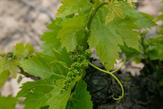Brote de racimo de uvas creciendo en la parra 