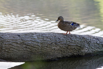 au bord de l'étang 