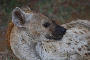 Tüpfelhyäne / Spotted hyaena / Crocuta crocuta