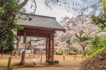 春の福星寺の風景