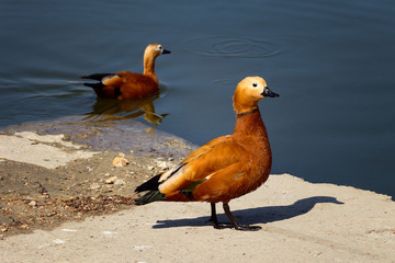 two big duck on the river. photo