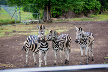 Herd of zebras and ostrich in the wild in park