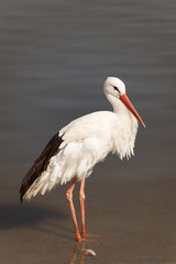 one big stork in the river. photo