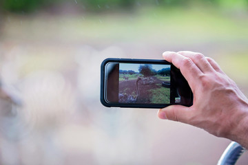 Man, taking pitcure with phone of herd of zebras and ostrich in the wild in park