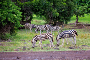 Fototapeta na wymiar Herd of zebras and ostrich in the wild in park
