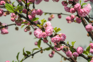 Fototapeta premium Sakura branches with blooming flowers in spring