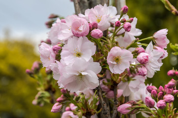 Sakura branches with blooming flowers in spring