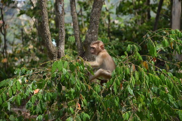 Thailang monkey