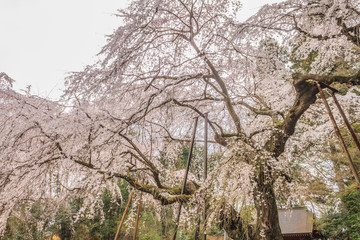 春の福星寺の風景