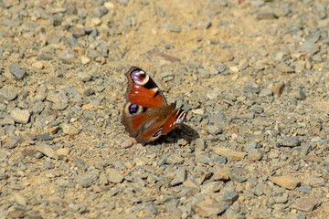 Fototapeta na wymiar Nahaufnahme eines roten Schmetterling Aglais io (Tagpfauenauge) auf steinigem Sandboden sitzend