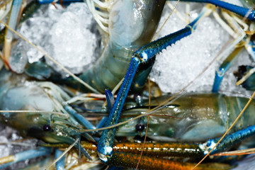 Big fresh river prawn are ready to cooking,In the ice,on the White Blackground.