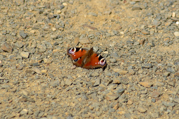 Nahaufnahme eines roten Schmetterling Aglais io (Tagpfauenauge) auf steinigem Sandboden sitzend