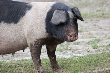 pig in the mud