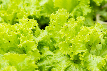 Green vegetable growing in the nursery, Agriculture concept.Thailand.