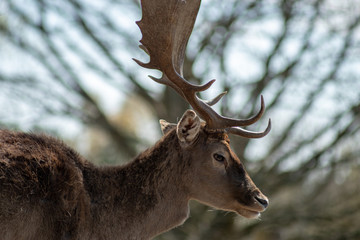 Portrait Kopf von Hirsch mit schönem Geweih auf der Schönower Heide in Brandenburg